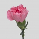 CARNATIONS - POMAROSA