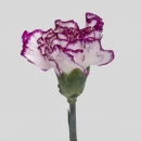 CARNATIONS - ISOLA