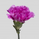 CARNATIONS - FARIDA