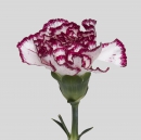 CARNATIONS - OLIMPIA