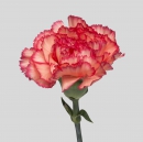 CARNATIONS - INDIANA