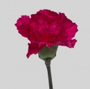 CARNATIONS - BIZET