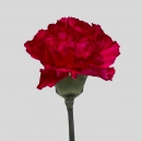 CARNATIONS - DON PEDRO