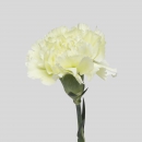 CARNATIONS - PRADO MINT