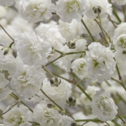 GYPSOPHILA - GYPSOPHILA EXCELLENCE