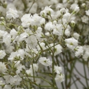 GYPSOPHILA - GYPSOPHILA MILLION STAR