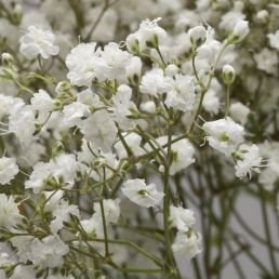 GYPSOPHILA MILLION STAR