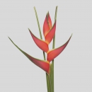 FIORI TROPICALI - HELICONIA ORIDLE