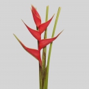 FIORI TROPICALI - HELICONIA BIG BUD