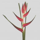 FIORI TROPICALI - HELICONIA GIANT SEA