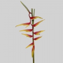 FIORI TROPICALI - HELICONIA THAME TASTE