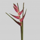 FIORI TROPICALI - HELICONIA SN