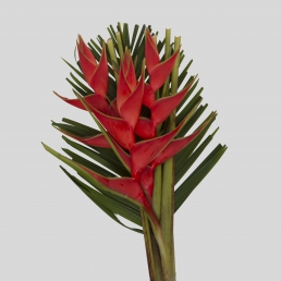 HELICONIA BOUQUET3 BIG BUD