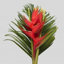 FIORI TROPICALI - HELICONIA IRIS RED