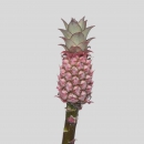 FIORI TROPICALI - ANANAS