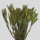 LEUCADENDRON - INCA GOLD SPRAY