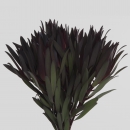 LEUCADENDRON - FIRE FLASH