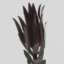 LEUCADENDRON - FIRE FLASH