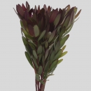 LEUCADENDRON - SAFARI SUNSET