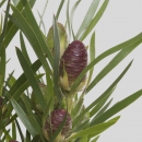 LEUCADENDRON - RUBY GLOBE