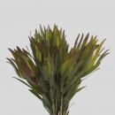 LEUCADENDRON - INCA GOLD