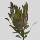 LEUCADENDRON - INCA GOLD