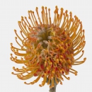 LEUCOSPERMUM - SOLEIL