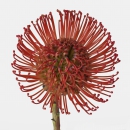 LEUCOSPERMUM - SUCCESSION