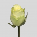 ROSE - LIMBO
