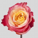 ROSE - 3D