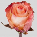 ROSE - PEACH AUBADE