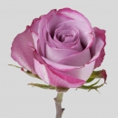 ROSE - DEEP PURPLE
