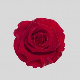 ROSE VIBRANT RED