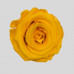 ROSE SUNNY YELLOW