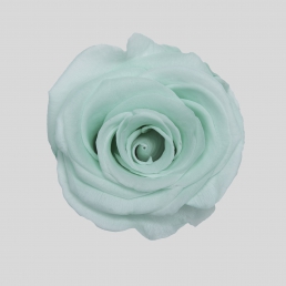 ROSE MINTY GREEN