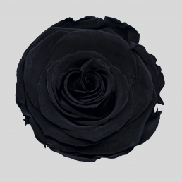 ROSE BLACK BEAUTY