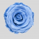 STABILIZZATE - ROSE BABY BLUE