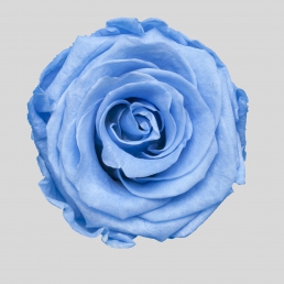 ROSE BABY BLUE