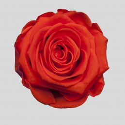 ROSE ORANGE FLAME