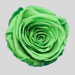 ROSE GREEN GLOW