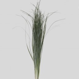BEARGRASS