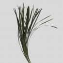 VERDI - LILLY GRASS