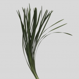 LILLY GRASS
