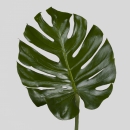 GREENS - MONSTERA