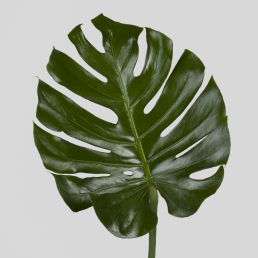 MONSTERA