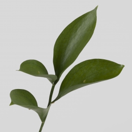 RUSCUS