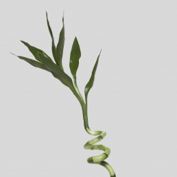 CURLY DRACENA