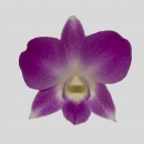 ORCHIDEE - DENDROBIIUM ANNA QUEEN
