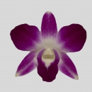 ORCHIDEE - DENDROBIUM SCARLET