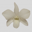 ORCHIDEE - DENDROBIUM LAURA